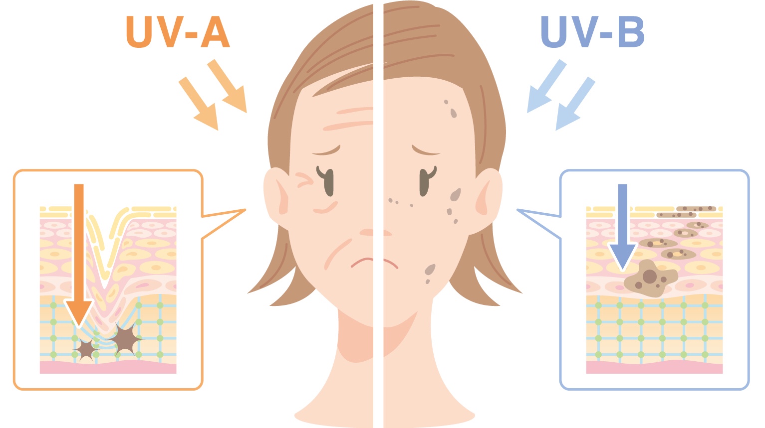 紫外線の量が1番多い時期はいつ？UVA・UVB・UVCの違いを分かりやすく説明する！ | Lovelog